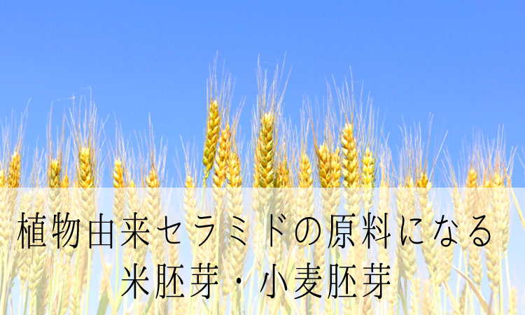植物由来セラミドの原料になる小麦の画像